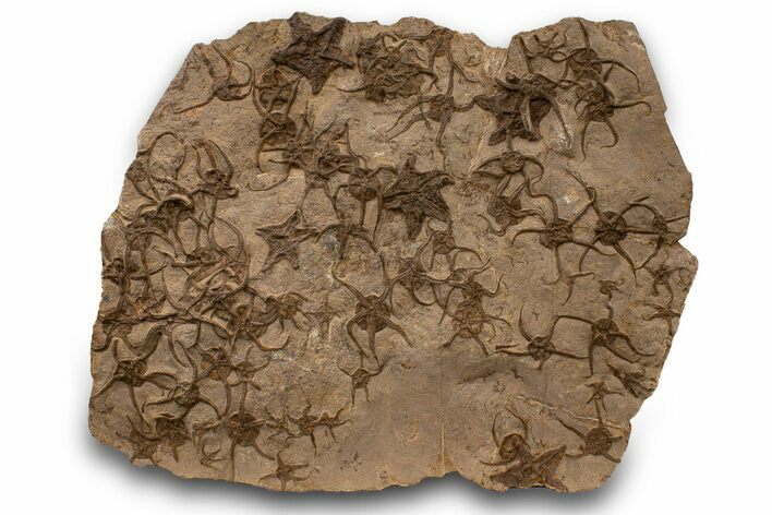 Plate With Over Fossil Starfish & Brittle Stars - Morocco #322404